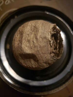 Wasp Paper Nest