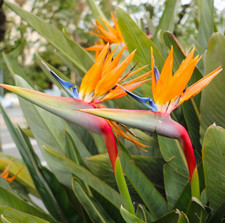Set 2 Orange Bird of Paradise Plants - 4-6" Tall - 2" Pot - Tropical Large-Leaf