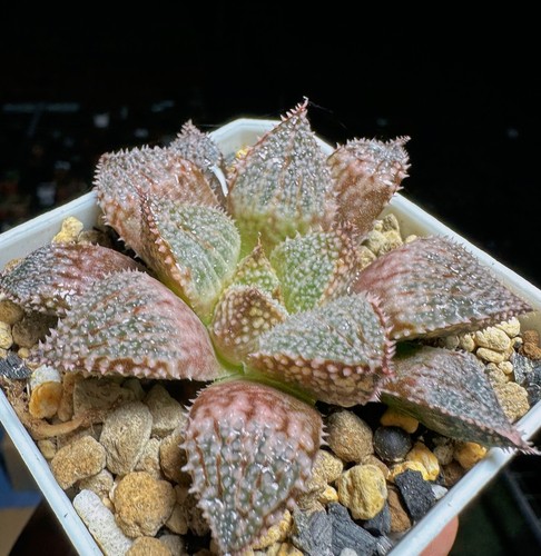 Pianta succulenta 4 cm Haworthia Comptioniana granchio arcobaleno Liliaceae casa giardino - Foto 4 di 12