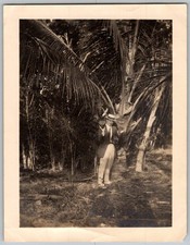 Vtg B&W Snapshot Man Tropical Palm Trees Suit Hat 1916