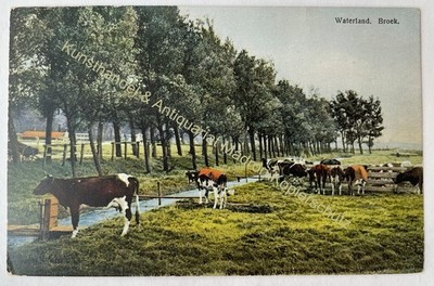 Postcard Pasture Cows Meadow Creek Photochromic Series 173 No. 3076 Field Postcard 1917