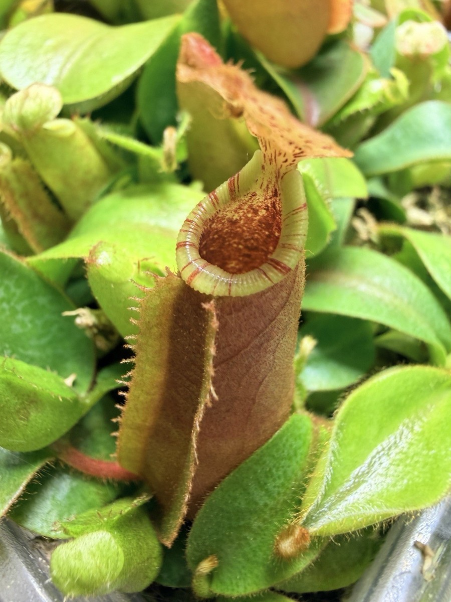 レッドバレンチノピンクアンサンブル Nepenthes (SoM x veitchii Pink Candy Cane) x veitchii (Akazukin x