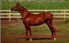 Big Red Chestnut Quarter Horse Stallion Chrome Postcard Alfred Mainzer 913
