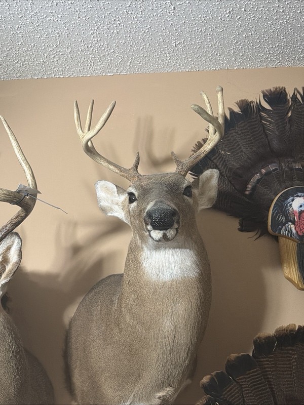 White Tail Deer Shoulder Mount 8-Point