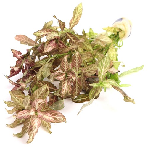 Hygrophila polysperma Rosanervig Sunset Live Aquarium Plants Tropical K2AQUA - Picture 3 of 3