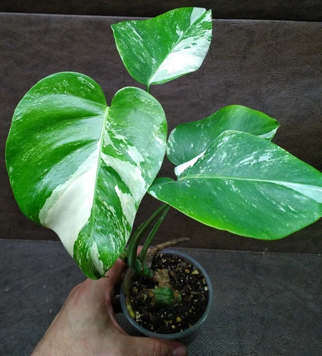 Monstera Borsigiana Albo (white) Variegated established in 3.5in Pot