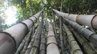 50 Huge Dragon Bamboo Seeds Privacy Plant Garden Clumping Shade Screen Us Seller