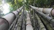 50 Huge Dragon Bamboo Seeds Privacy Plant Garden Clumping Shade Screen US SELLER