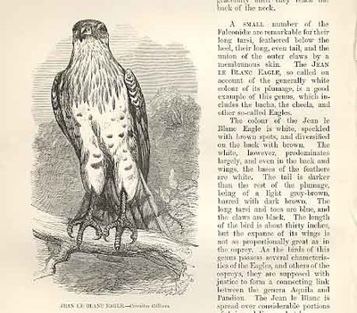 Old Antique Print Jean Le Blanc Eagle 1862 Wood'S Natural History Birds 19th