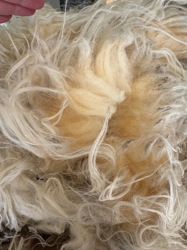 Icelandic Raw Wool Fleece Black & White 2lbs 2 oz - Image 3 of 4