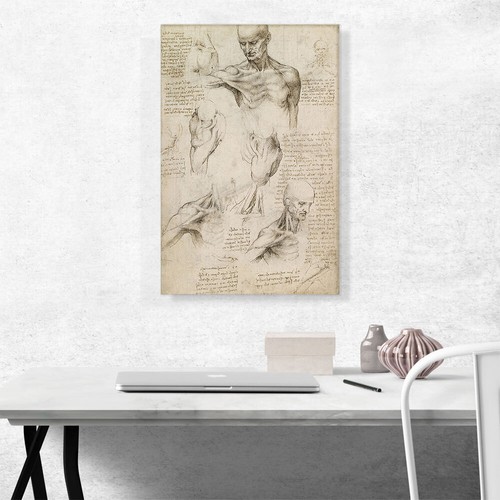 Superficial Anatomy of the Shoulder and Neck Canvas Print by Leonardo da Vinci - Picture 2 of 11