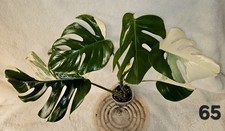 Highly Variegated Monstera Albo Half Moon Premium Variegation