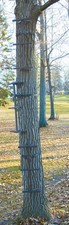Quick Tree Climbing Sticks - Ladder Steps for Treestands, Deer Hunting Gear, 3 P