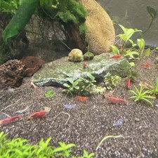 20 Live Red Freshwater Aquarium Shrimp - Tropical, Beginner Friendly
