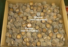 5 lbs White Oak SMALL - MEDIUM Natural ACORN CAPS Top Hats Crafts Decor