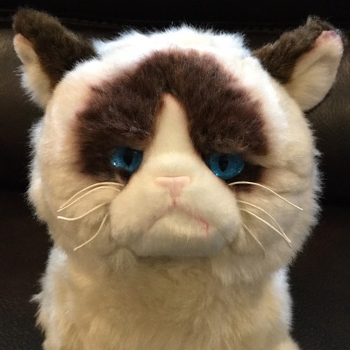 Grumpy Cat Limited Gund plush 9” blue eyed pre owned plush cat. - Picture 4 of 7