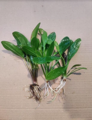 Echinodorus mix 5/15 cm plante aquarium vert - Photo 1/2