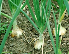 Walla Walla Onion Seeds 100+ Sweet Mild Vegetable Garden NON-GMO FREE SHIPPING