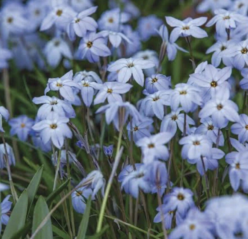 Spring Star Flowers : Bulbs : $30 For 10 Bulbs : Free Postage - Image 3 of 3