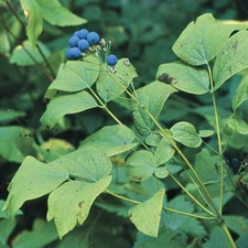 5 Fresh Wild Blue Cohosh Bare Roots from Appalachian Mountains 2024