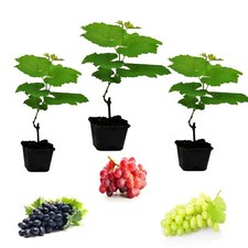 3 x Grape Vine Plants Mix -  Grapes Like Bianca, Red Suffolk and Boskoop