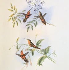 John Gould BELTED HERMIT Hummingbirds Vintage Art Print Bookplate 39