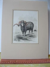 Vintage Print,SPANISH MERINO RAM,Don,Chromo,Plate 15,Matted