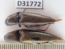 D31772. Insects, Elateridae sp. Vietnam Central