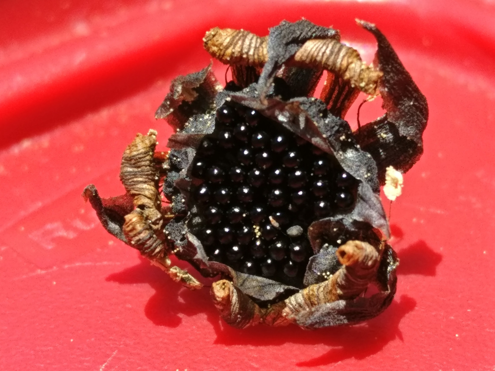 20 freshly harvested (2024 July) Venus Flytrap seeds
