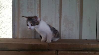 gray and white kittens for sale