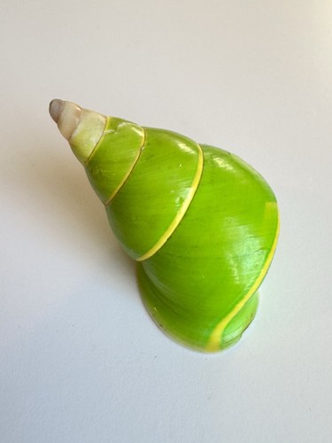 Papustyla Pulcherrima Land Snail Shell - 37.3 Manus Island Emerald Green Rare