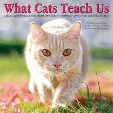 Willow Creek Press Calendars, What Cats Teach Us 2025 Wall Calendar