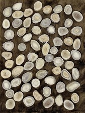 Natural Dakota Deer Antler Beads/Slices Crafts, Jewelry Medium, Assorted