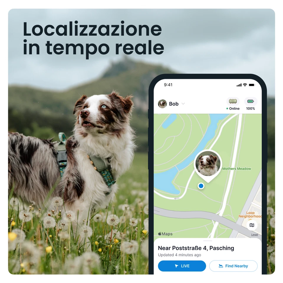 Tractive DOG XL | GPS per cani e monitor di salute | Verde | USATO - Image 4 of 4