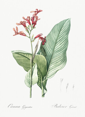Canna Lily - 1805 - Les Liliacees - Pierre Redoute - Illustration Magnet