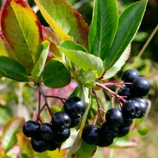 Purple Shubert Chokecherry {Prunus virginiana} 20 seeds USA
