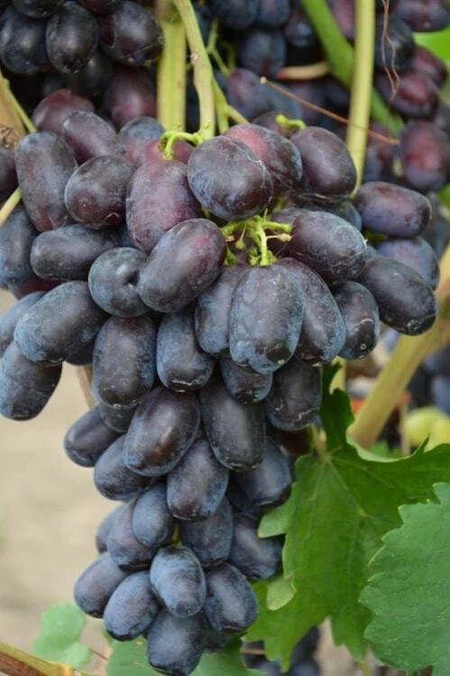 Lorano grape- 5 cuttings for rooting or grafting