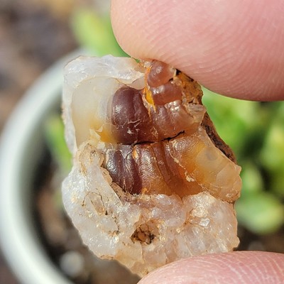 California Chalcedony | Beautiful Natural Crystal from the Mule Mountains