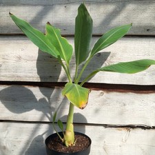 Musella lasiocarpa (Złoty Lotos), łącznie 75 cm, doniczka Ø 20 cm (nr 6)