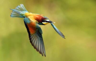Wandbild: Europäischer Bienenfresser (Merops apiaster) (114118903)