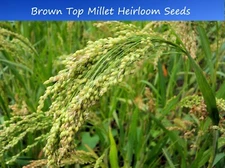 Grain Seeds -Brown Top Millet -500+ Seed Starter Pack- Forage Crop- Ground Cover