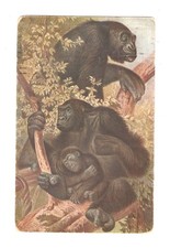 2303 Monkey Gorilla Art postcard c1915
