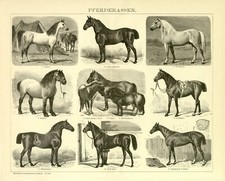 Pferde Rassen Araber Belgier Percheron Oldenburger Vollblut  Holzstich ca. 1892