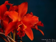 Ctt. Fire Dance 'Patricia' AM/AOS Blooming Size 4&rdquo; Cattleya Rare Orchid Plant H
