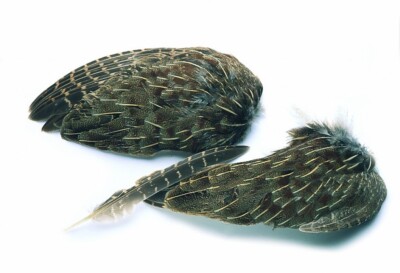 Veniard Pair of Fly Tying Wings