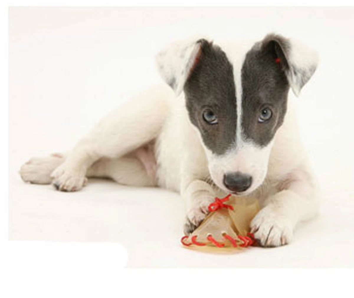 White dog chews cheap