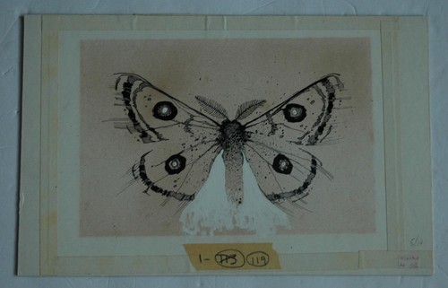 Detailed Pen and Ink Illustration Art of a Moth - Matted, Framed & Under Glass - Picture 3 of 4