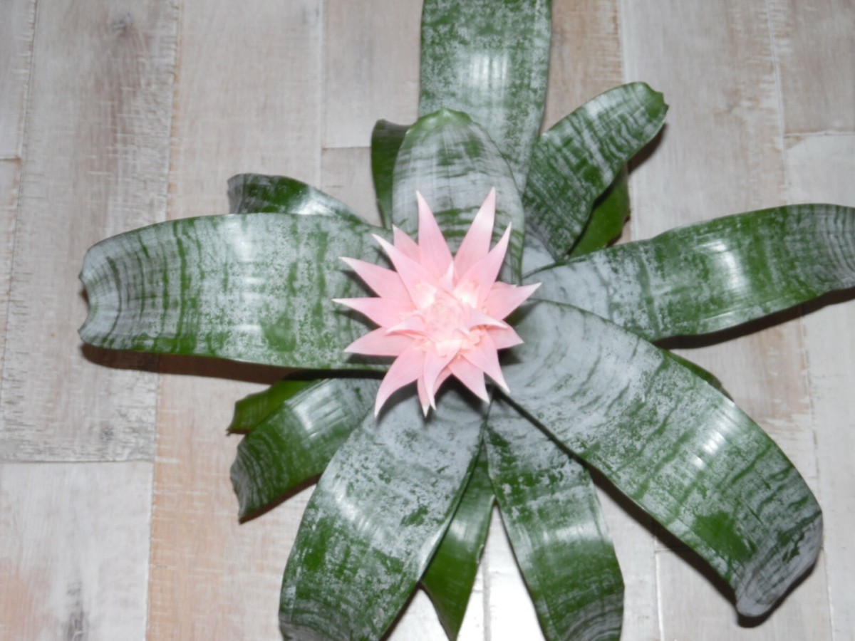 Aechmea FASCIATA Bromeliad Silver Vase plant one tropical plant