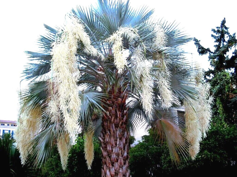 5 Mexican Blue Hesper Fan Palm Tree Seeds Grey Goddess Tropical Cold Hardy! - Image 4 of 4