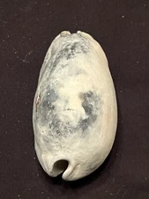 EXTINCT Fossilized COWRIE Shell ( Akleistostoma Rugostoma ) From Central Florida